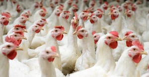 Excess protein supplies weighing on chicken prices