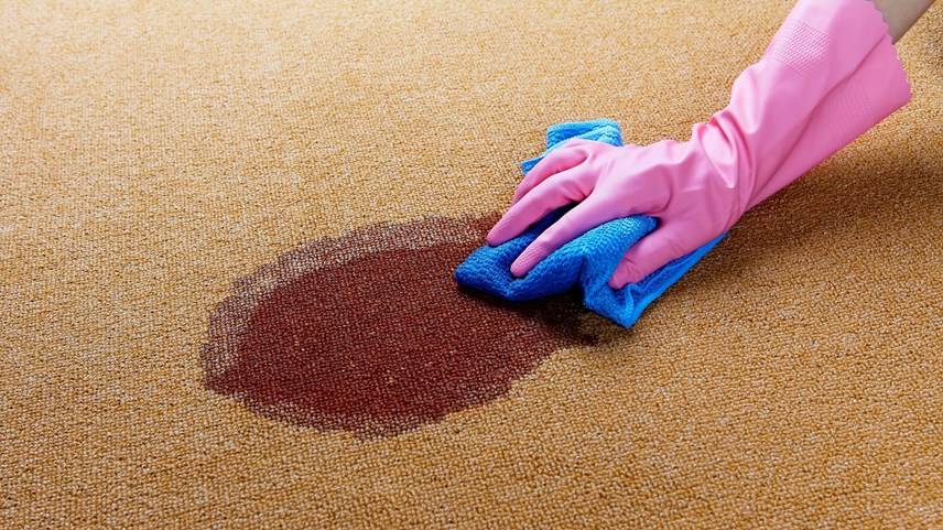 Brazo con guante de plástico rosa limpia con trapo azul mancha de vino en alfombra