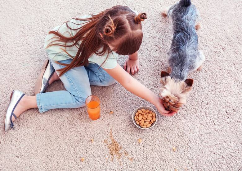 Cómo eliminar las manchas de una alfombra