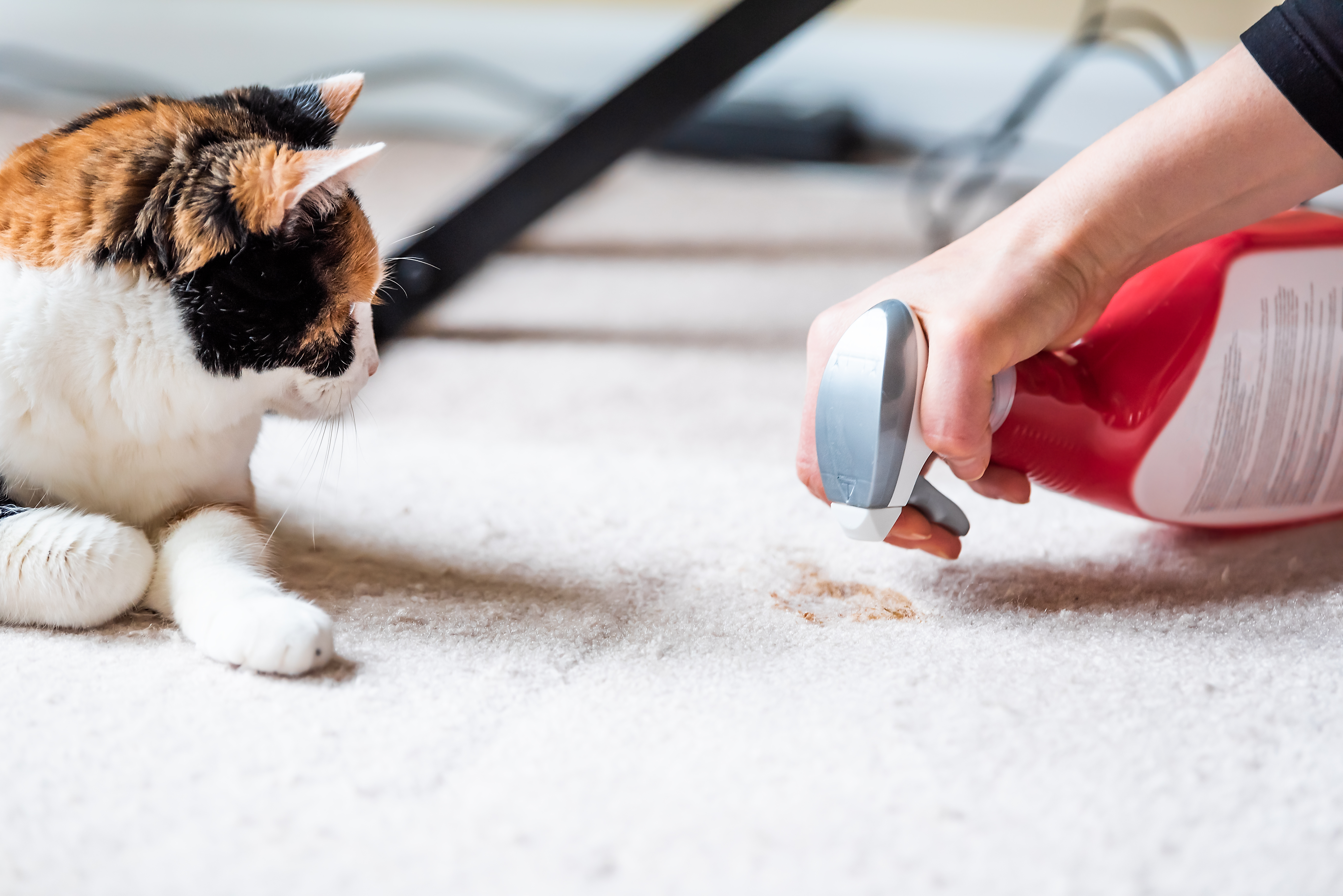 Pet stain cleaning tips