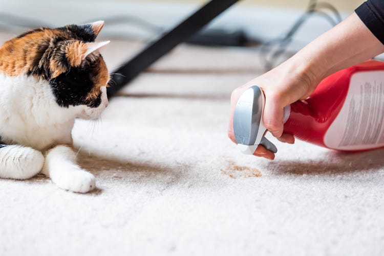 Pet stain cleaning tips