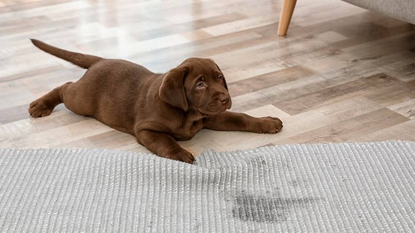 puppy on a carpet