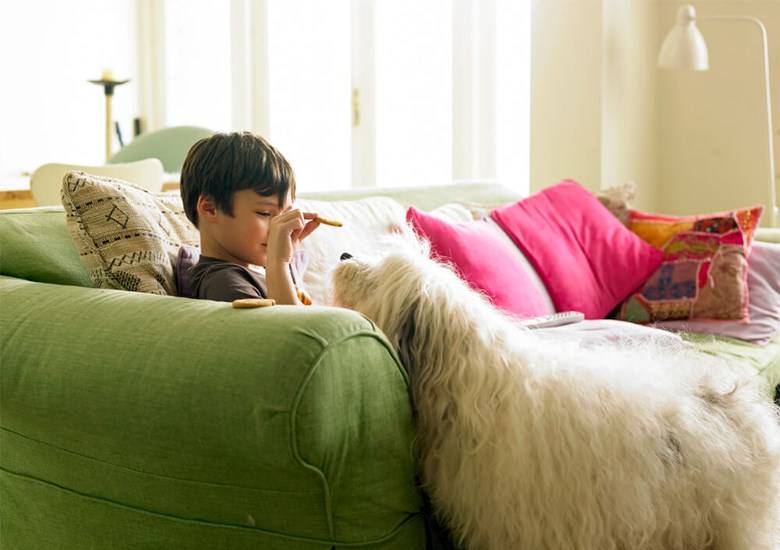 Cómo eliminar los olores de mascotas de la ropa