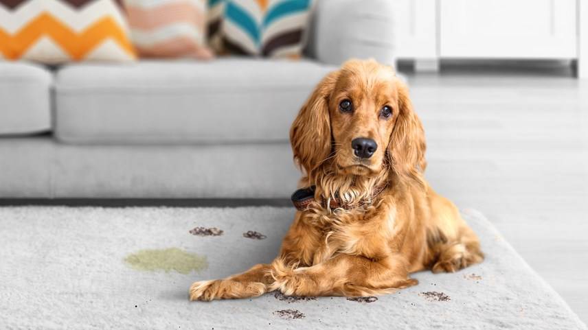 Como remover o odor de urina de gato ou cão em três passos simples