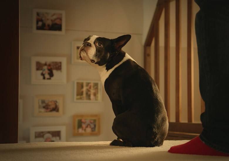 Como remover nódoas de animais domésticos