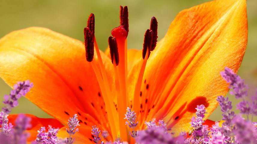 orange flower
