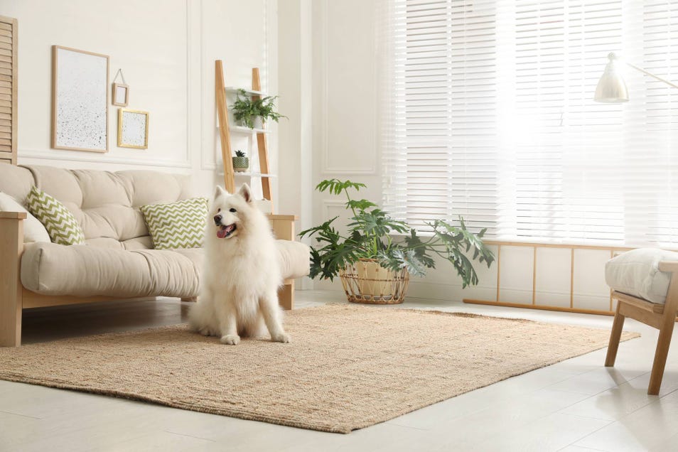 How to clean dog poop out of carpet
