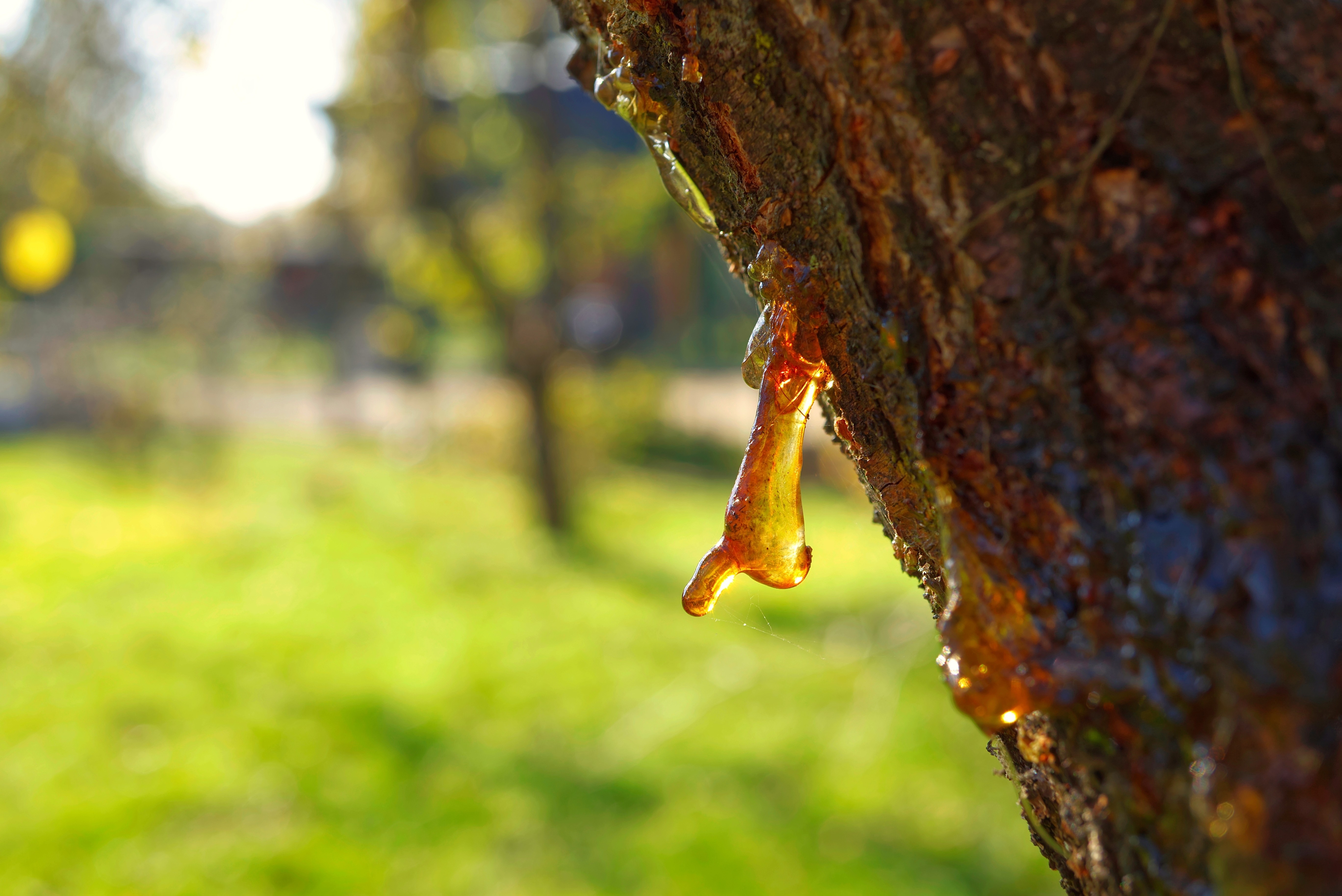 remove tree sap from clothing