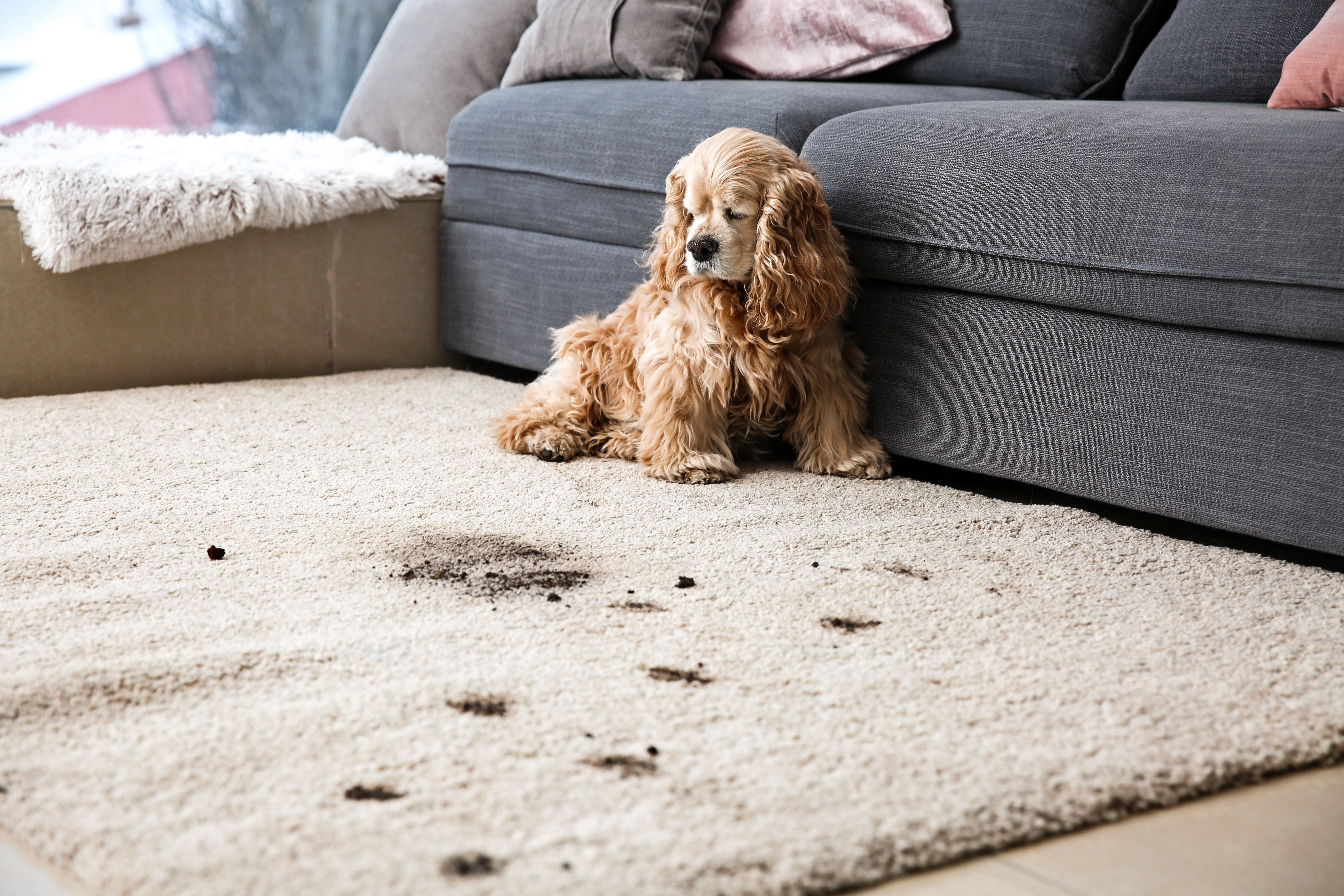 Removing pet stains from upholstery