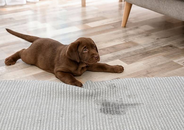 Cómo eliminar manchas de orina y heces de mascotas