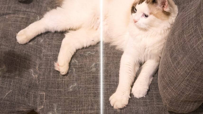 Como limpar a urina de gato seca dos tapetes