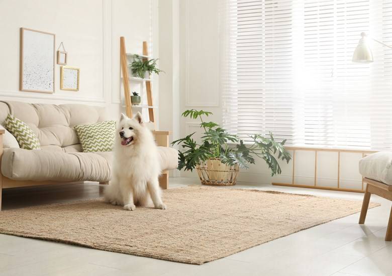 How to get dog pee out of carpet