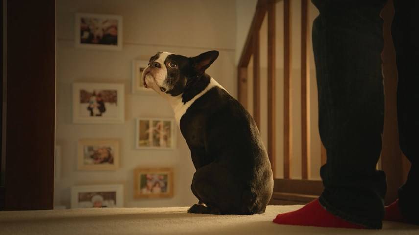  Como remover urina de cão seca do tapete  