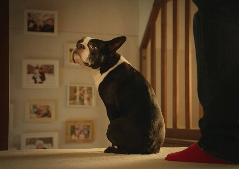 SCHONE TAPIJTEN & BEKLEDINGSSTOFFEN VS. HUISDIEREN: GEEN COMPROMISSEN MEER MET VANISH!