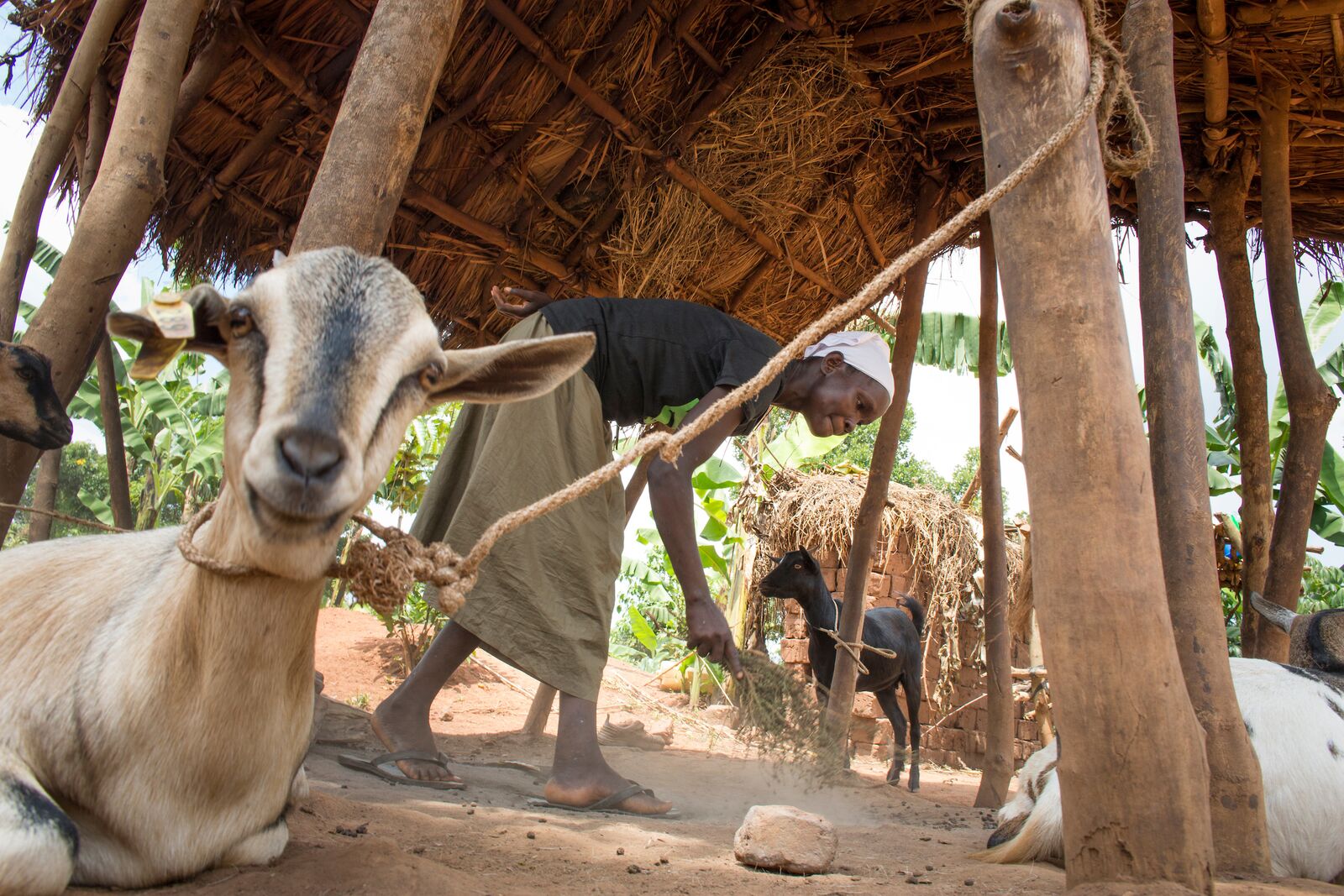 large-BRAC_UGANDA_2018_ 71.jpg