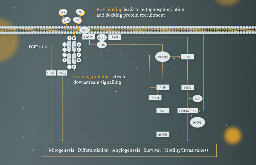 The FGFR signalling pathway