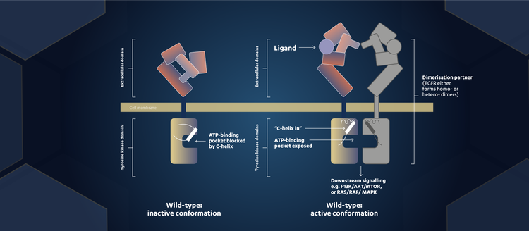 Activation of wild-type EGFR