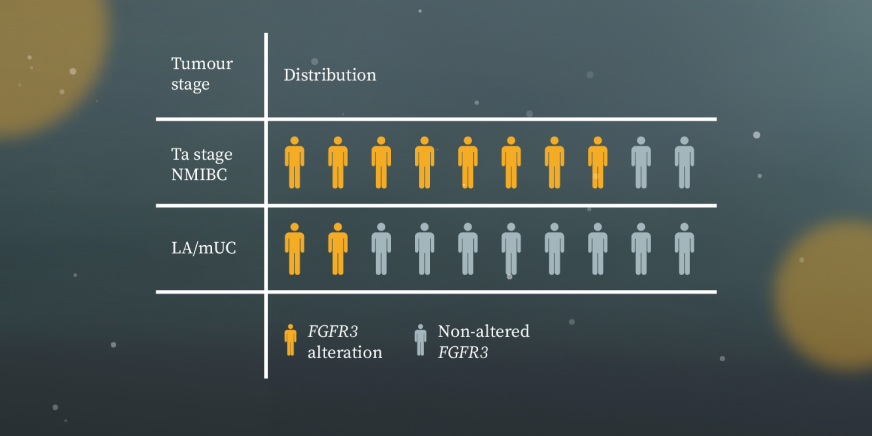 FGFR3 alterations are most commonly found in UC and have been identified across all grades and/or stages of bladder cancer