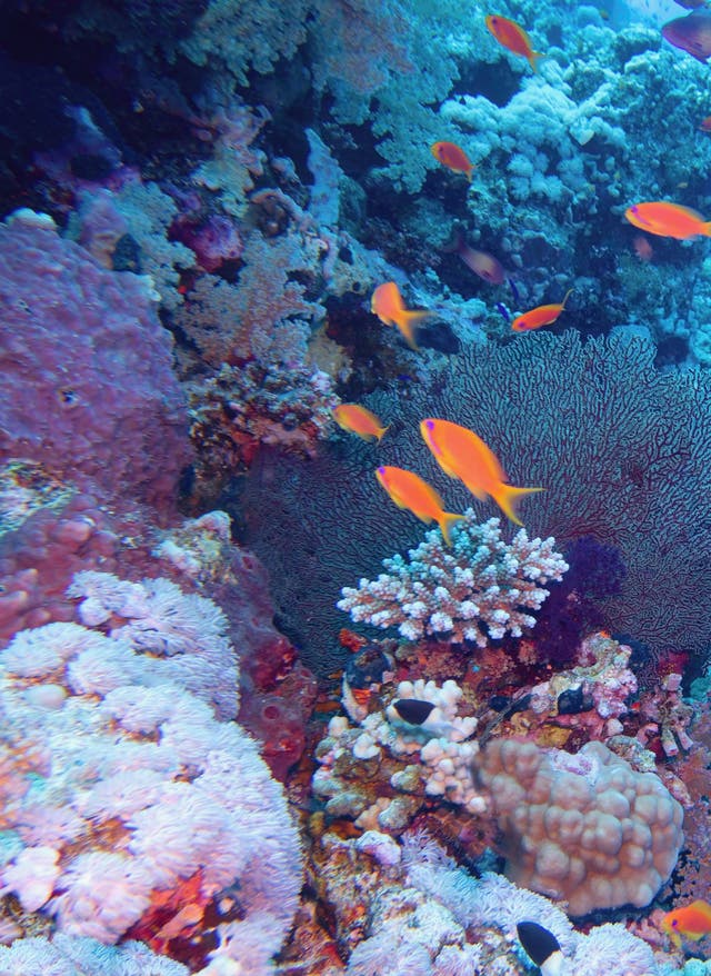 Schnorcheln in Hurghada