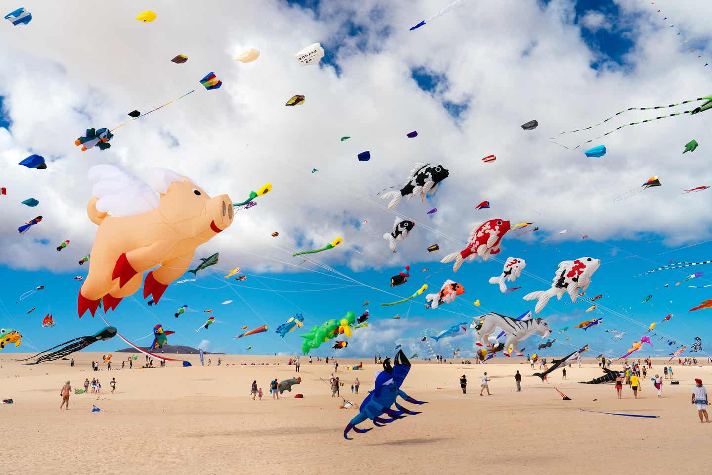 Drachen vor blauen Himmel am Strand von Corralejo