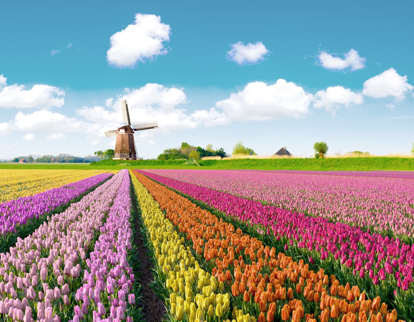 Windmühle und Tulpenfeld in den Niederlanden