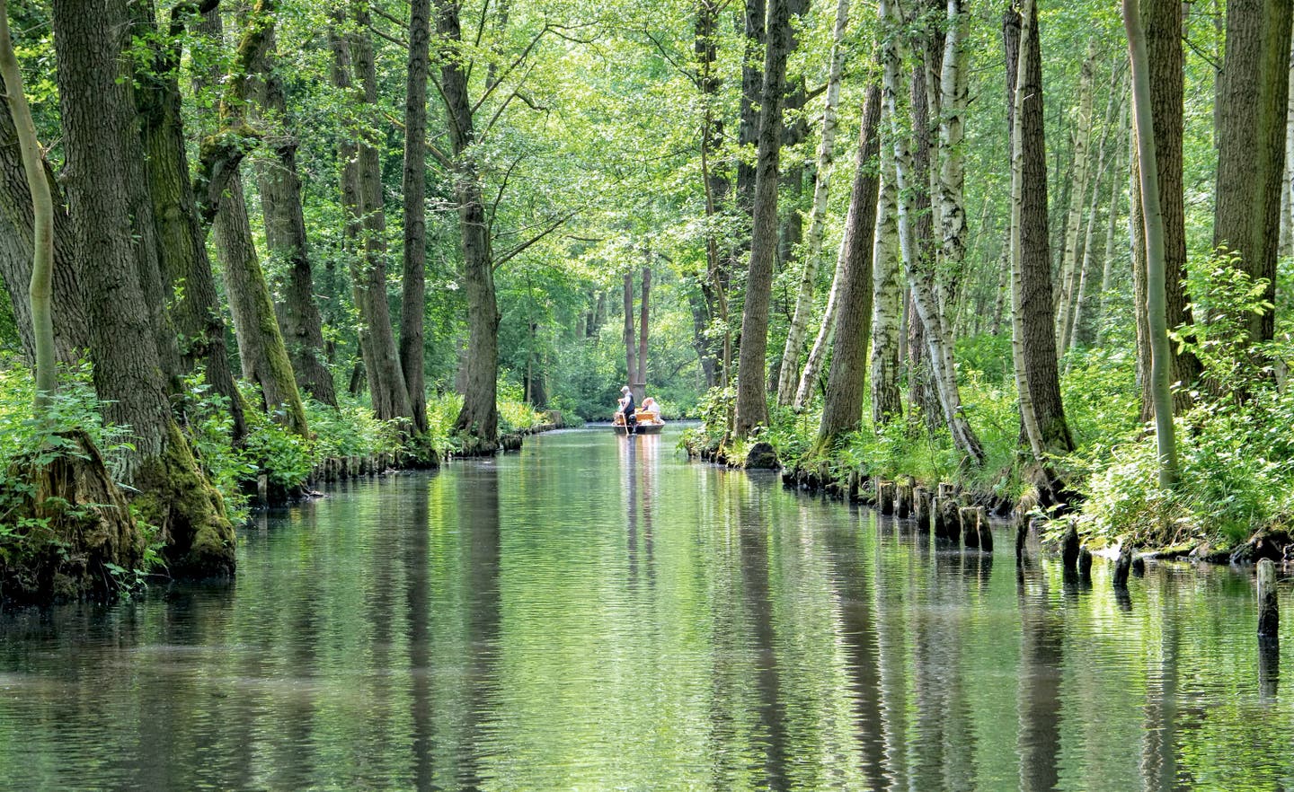 Spreewald in Brandenburg