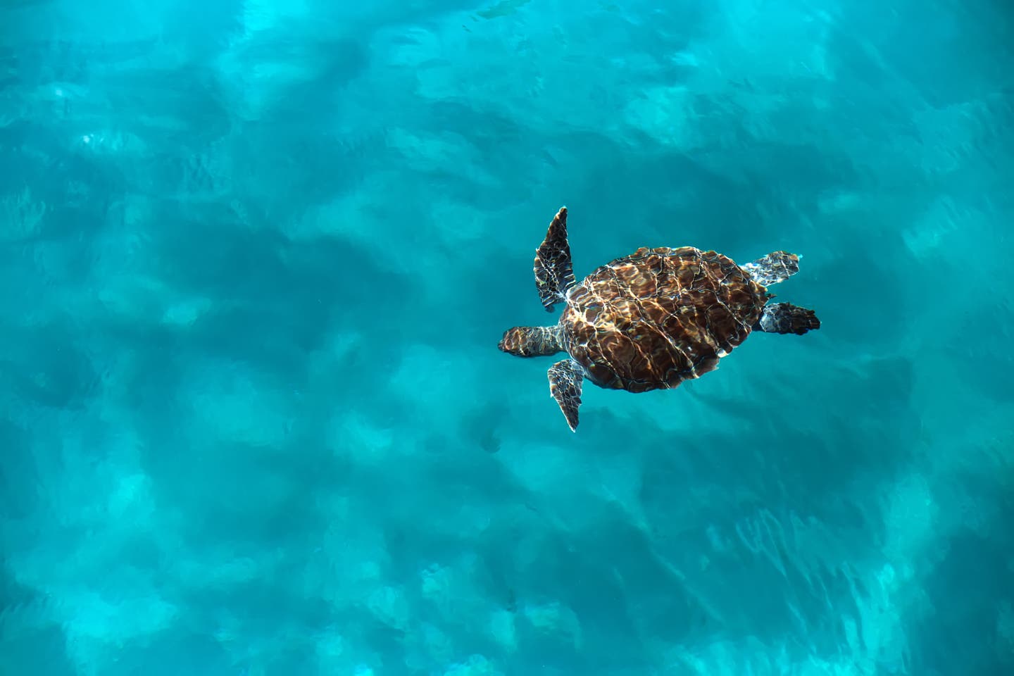 Luftaufnahme einer Schildkröte