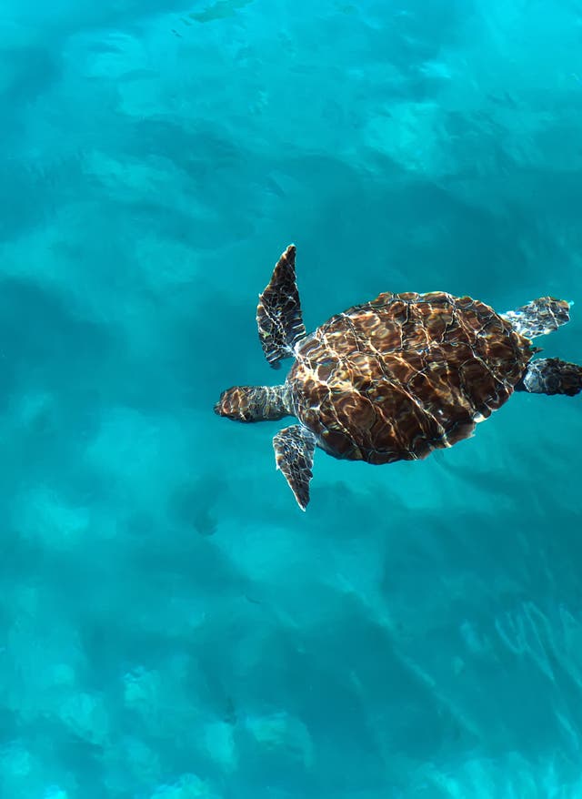 Eindrucksvolle Side-Sehenswürdigkeit: die Schildkrötenbucht