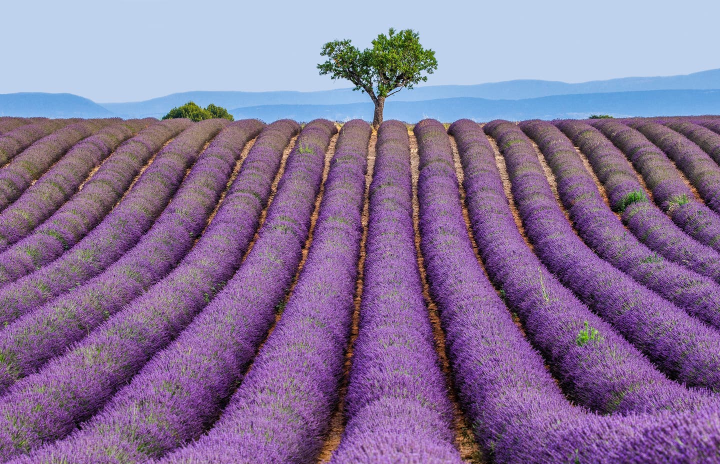 Lavendelblüte in der Provence