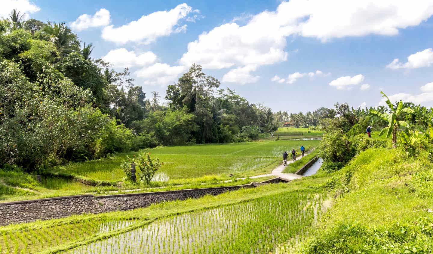 Landschaft um Ubud