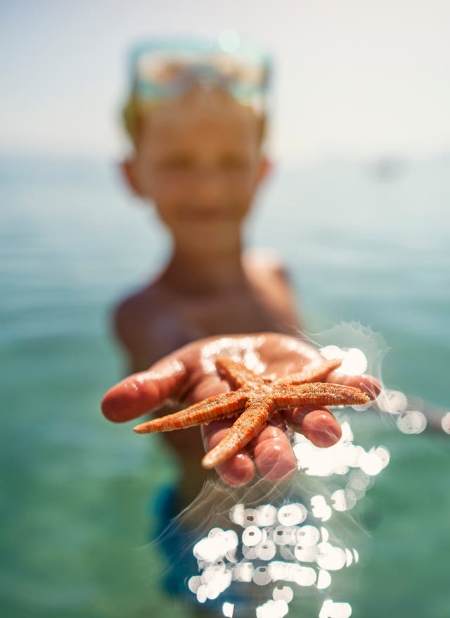 Tauchen und Schnorcheln? Mallorcas bunte Unterwasserwelt Junge am Strand mit Seestern in der Hand