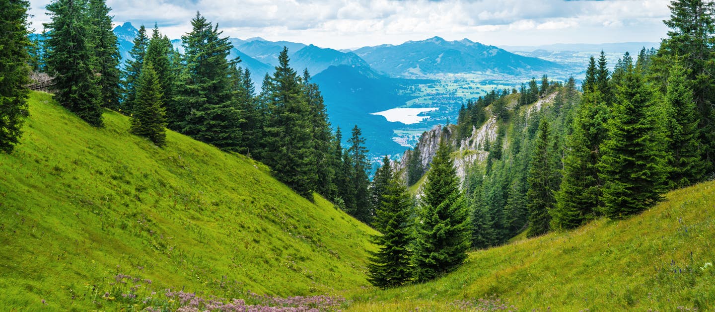 Bayerischer Wald