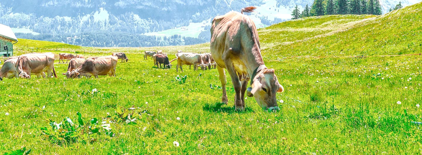 Kuh auf einer Schweizer Alm