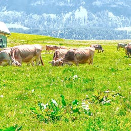 Urlaub Schweiz