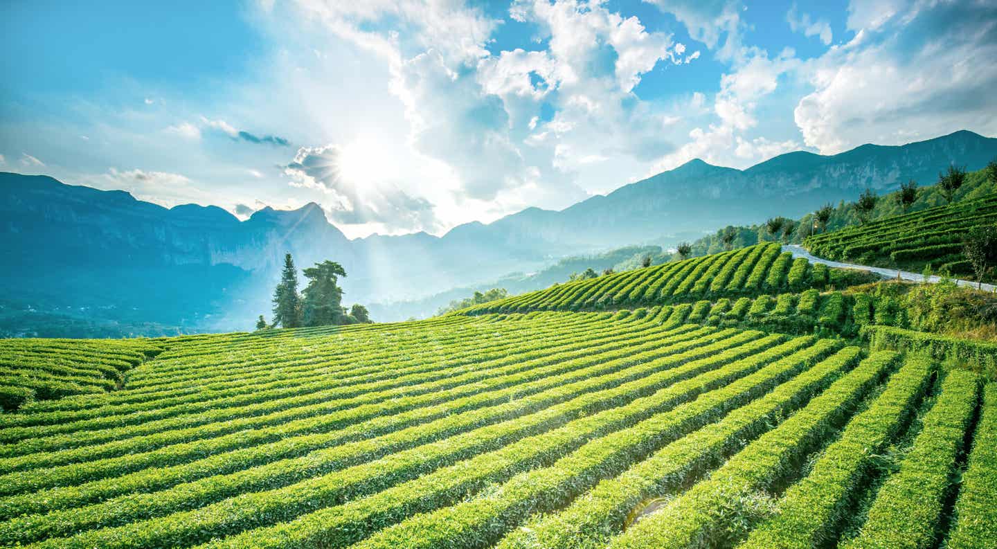 Teeplantage auf Sri Lanka