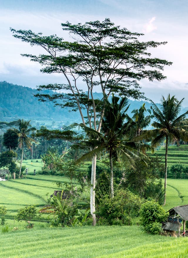 Urlaub auf Bali Landschaft auf Bali