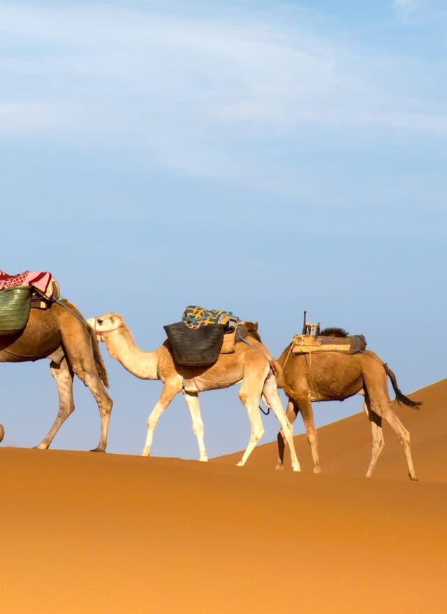 Tunesiens Saharafestival