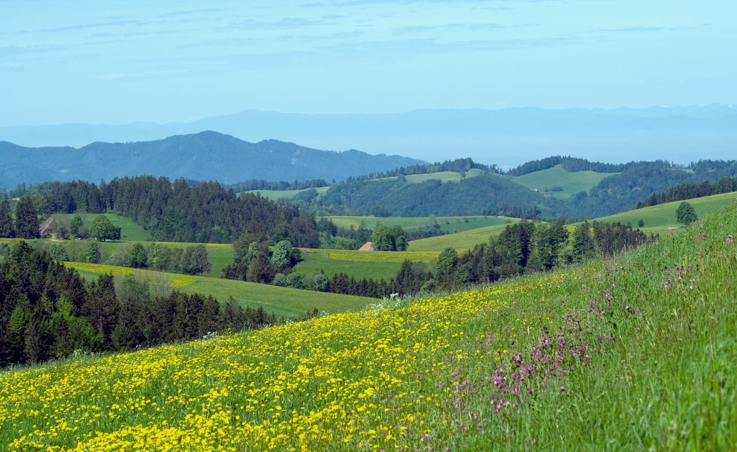 Schwarzwald