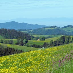 Urlaub im Schwarzwald