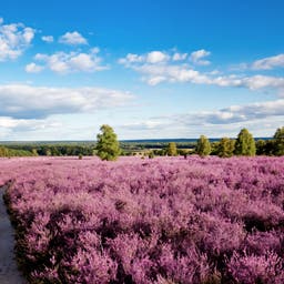 Urlaub Lüneburger Heide