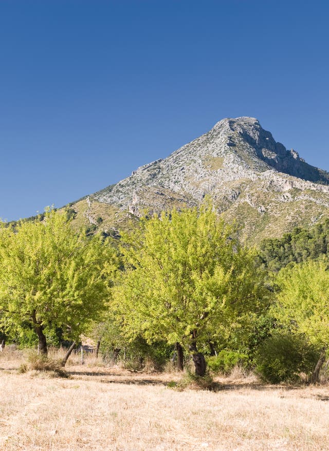 Mandelblüte auf Mallorca