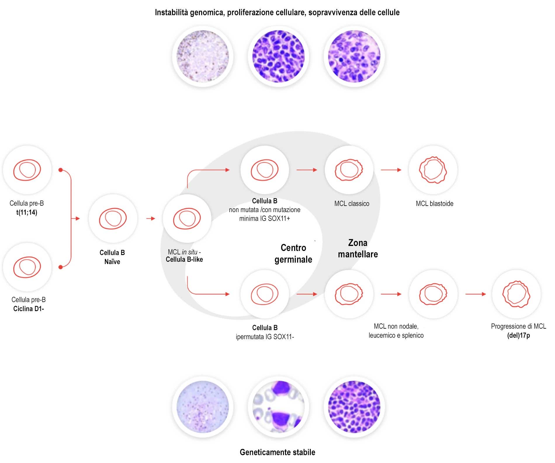 Genomic instability & stability Genomic instability & stability