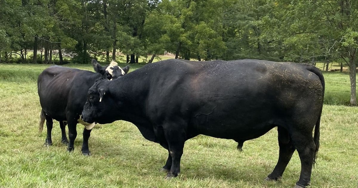 How restaurant chains are managing steep beef costs