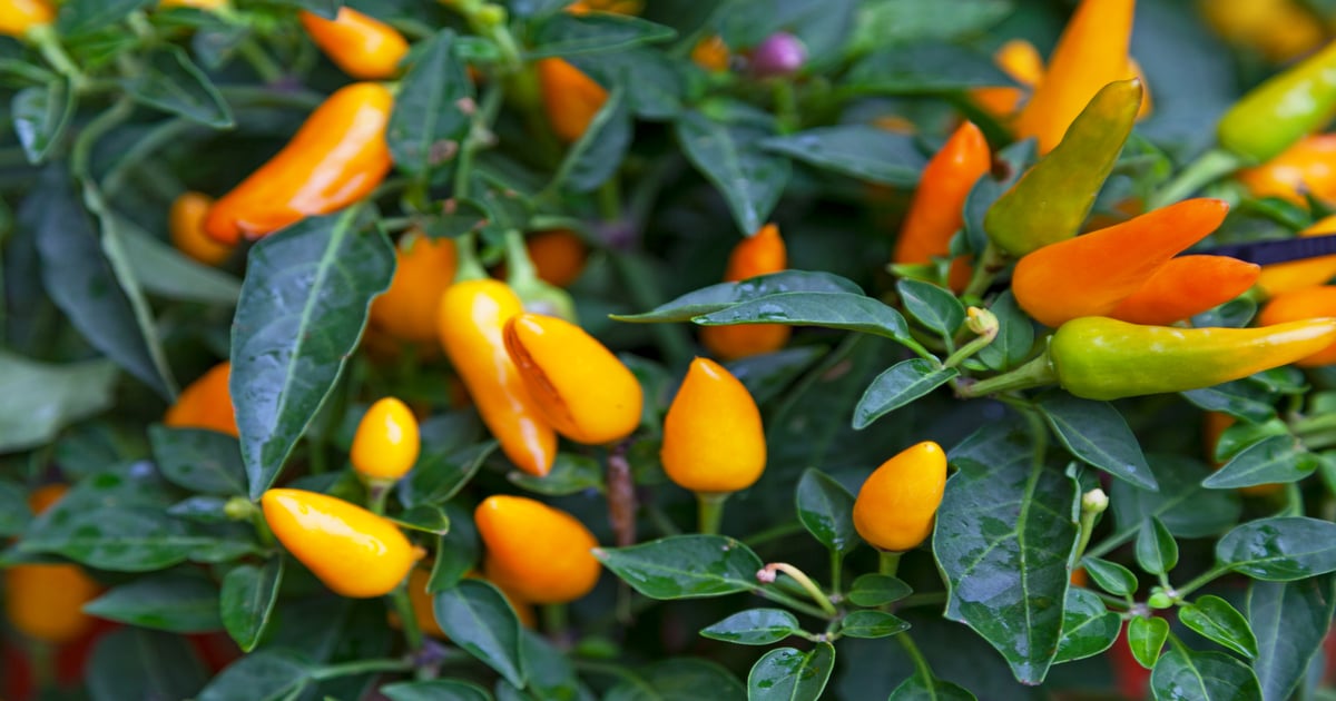 Flavor of the Week: Aji Amarillo, quintessentially Peruvian