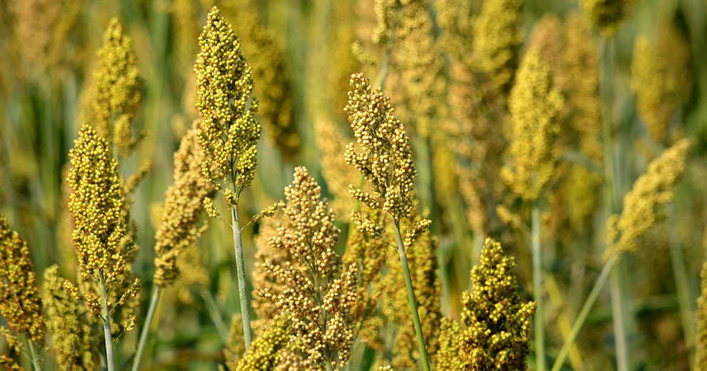 Flavor of the Week: Millet, the grain that’s a grass