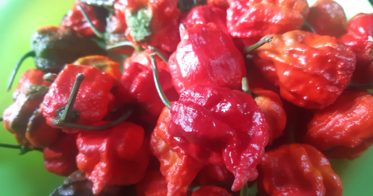 Carolina Reaper: The hottest pepper