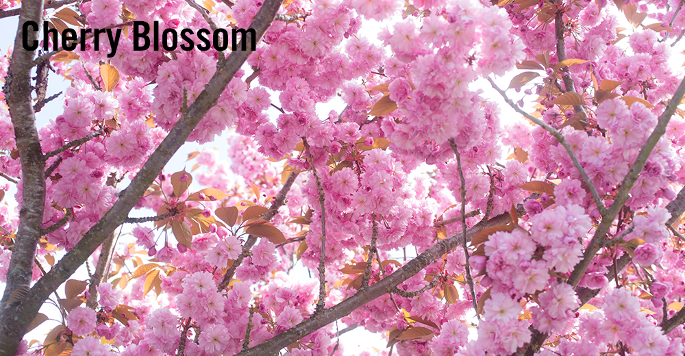 cherry_blossom_2.png cherry_blossom_2.png