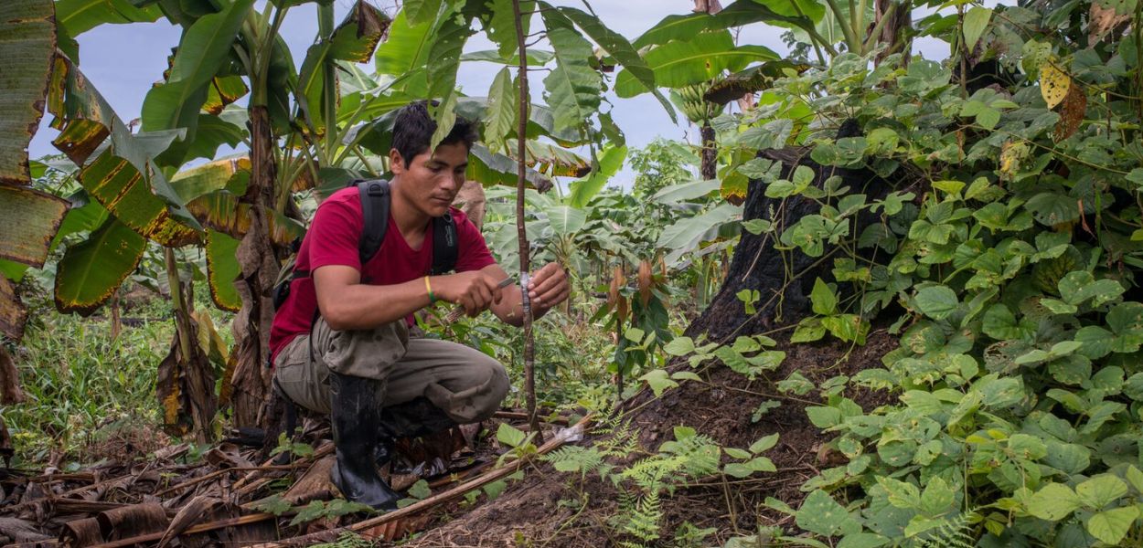 From Gold Mining to Cocoa Farming