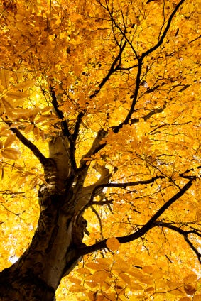 Fall Beech Tree***