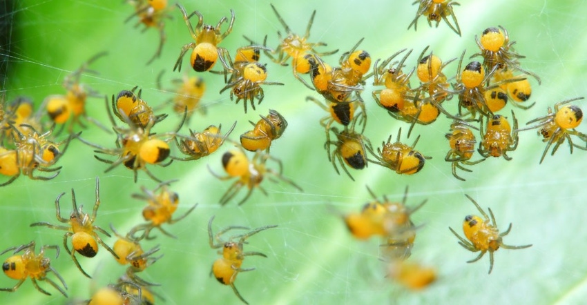 Self-Storage Talk Featured Thread: Battling the Invasion of Spiders!